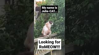 Fluffy Cat, Julie-Cat Is Waiting For Her Ro-Meow