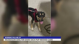 Puppy up for adoption after receiving needed care from Pound Buddies
