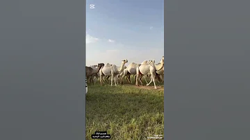 يااهل السياحه خالد ال بريك اكسبلور شيلات طرب قصايد لايك 