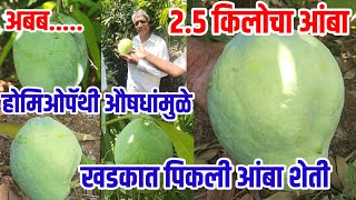 Sharad_mango,2.5 किलोचा आंबा,होमिओपॅथी औषधांमुळे खडकाळ माळरानावर पिकली आंबा शेती,vision varta