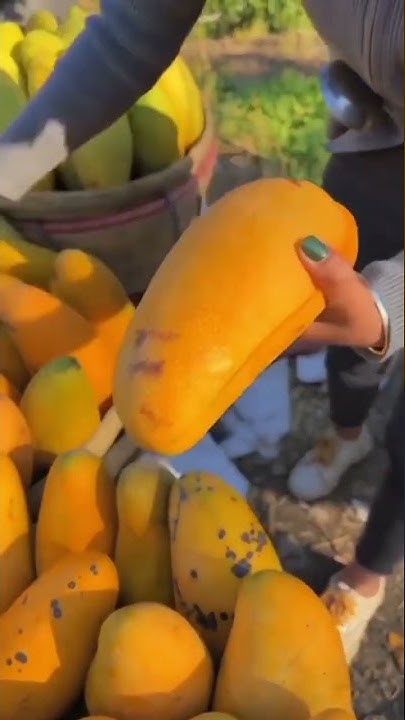 Haitian mangoes for sale near me