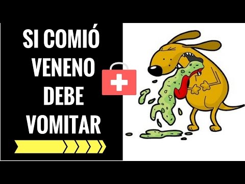 Video: Cómo Hacer Vomitar A Tu Perro