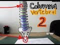 Maqueta Columna Vertebral 2 (Spinal Column 2)