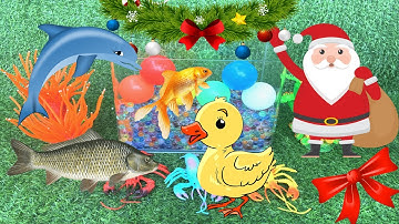 Tổng hợp video cá cảnh đẹp động vật dễ thương : Vịt con , Cá bảy màu , Cá chép , Cá ông tiên , Rùa