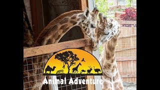 Johari & Oliver Giraffe Cam - Animal Adventure Park