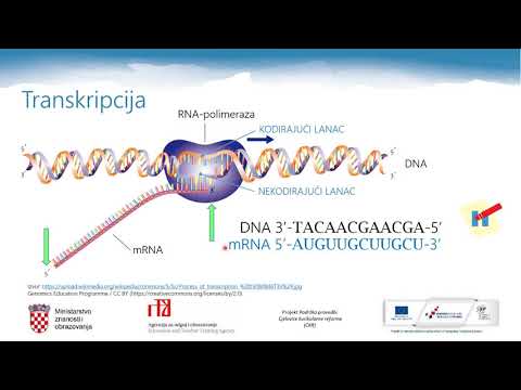 Video: Kako se mRNA transportira iz jezgre?
