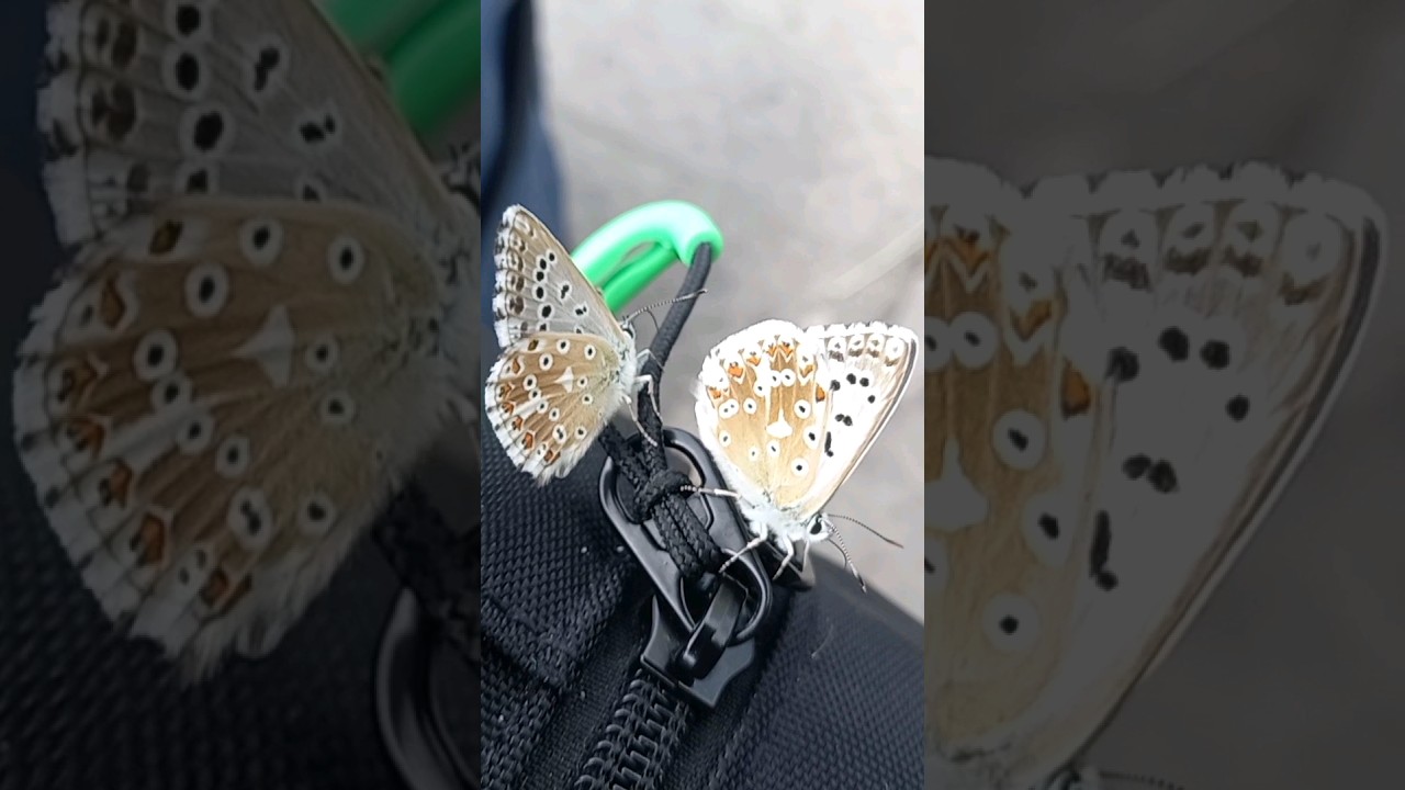 Две бабочки капустницы.