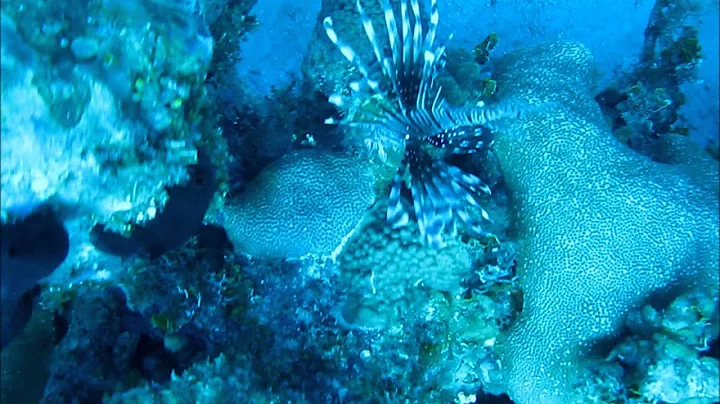 Scuba Diving Montego Bay, Jamaica 2012 (no music)