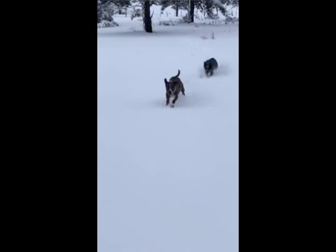 Video: Fällt in Arizona Schnee?