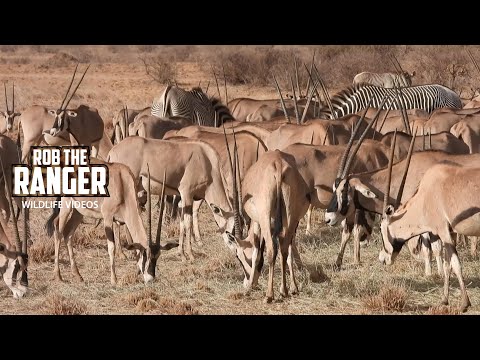 Beisa Oryx | Buffalo Springs | Zebra Plains On Tour @robtheranger
