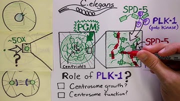 Regulation of centrosome assembly by phosphorylation: Wueseke et al, Biology Open 2016