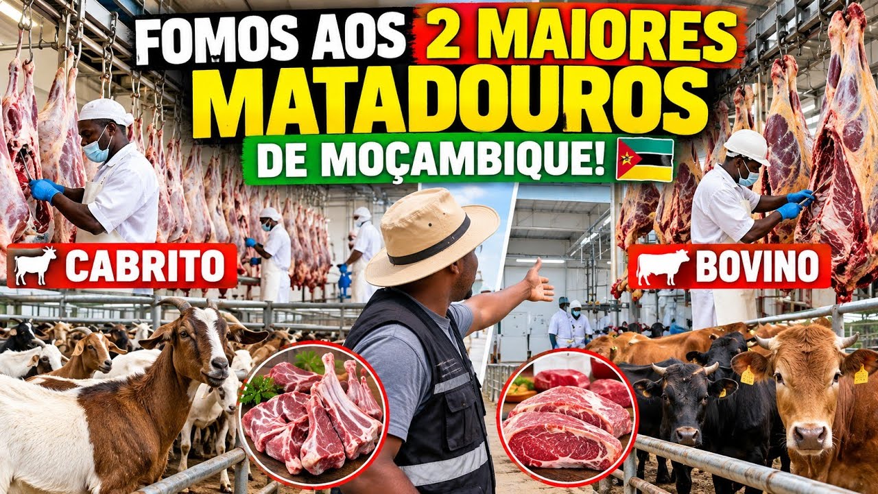 FOMOS AOS 2 MAIORES MATADOUROS DE CABRITO E BOVINO DE MOÇAMBIQUE! 🐐🐂🇲🇿 | COMO FUNCIONAM?