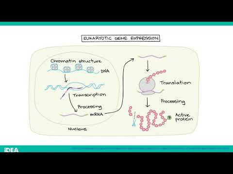 Vídeo: Regulação Transcricional Dos Fatores De Transcrição Hematopoiética