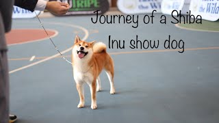 The journey of a Japanese Shiba Inu Show dog in Singapore