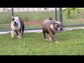 Superbulls Pitbull / Bully XXL kennelIg/tiktok : JambiSuperbullsFb page : Jambi superbulls kennel