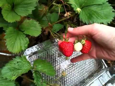 Video: Wichtige Regeln Zum Schutz Von Erdbeeren Vor Vögeln + Video