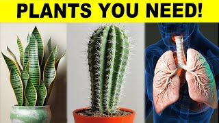 These 10 Plants Are The HEALTHIEST To Have In Your House