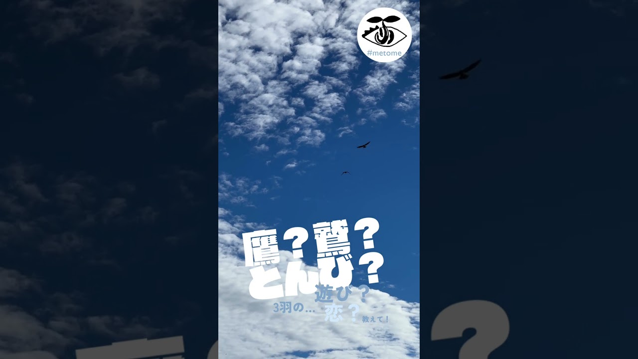 鷹?鷲?とんび?3羽のお戯れシーンに出会しました。これは遊び?or恋?つがいになろうとしてるのでしょうか? #有識者求む #教えてください #鳥