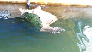 Snapping Turtles Mating