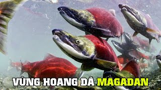 Hành Trình Di Cư Của Cá Hồi ( Nước Nga Hoang Dã ) | Khám Phá Thế Giới Động Vật Hoang Dã