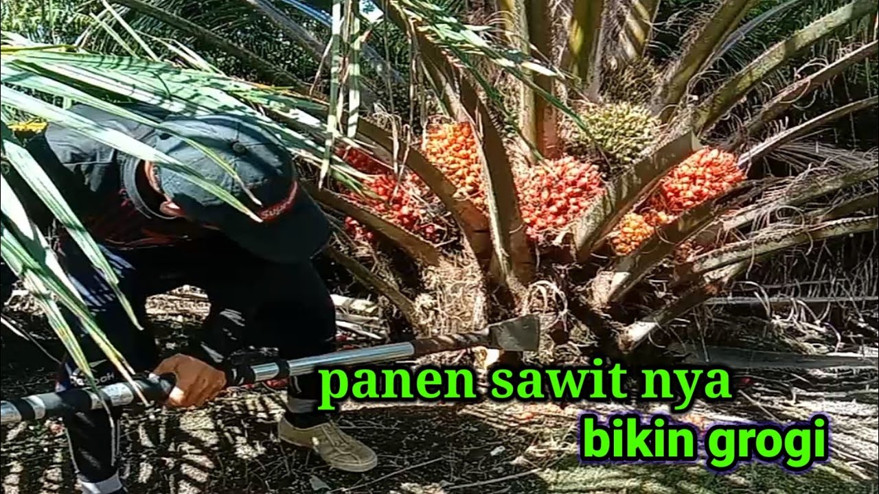 panen sawit Sriwijaya SEMIKLON asli full keliling buahnya