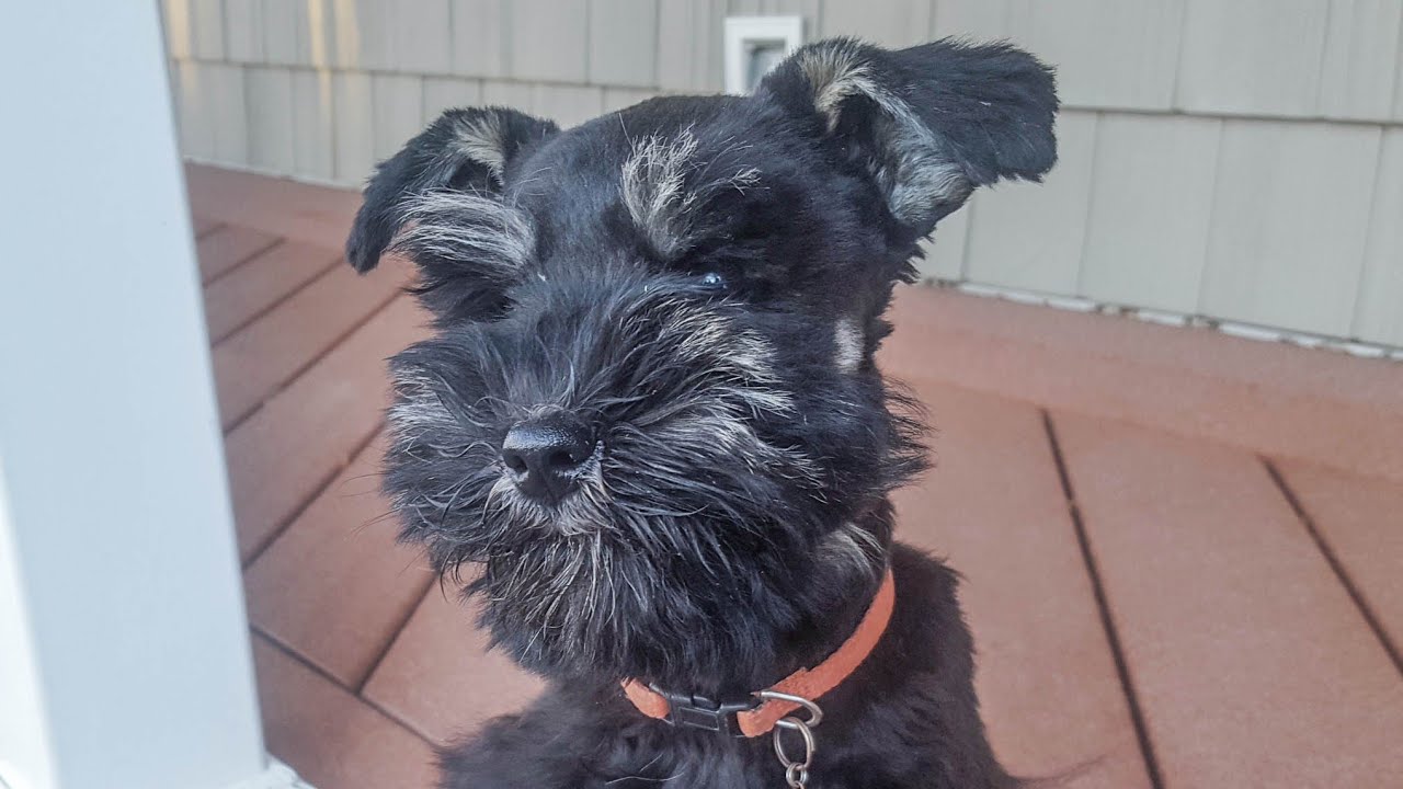 Exceptional Miniature Schnauzer Puppy In Training Izzy At 6 Miniature Schnauzer Puppy In Training