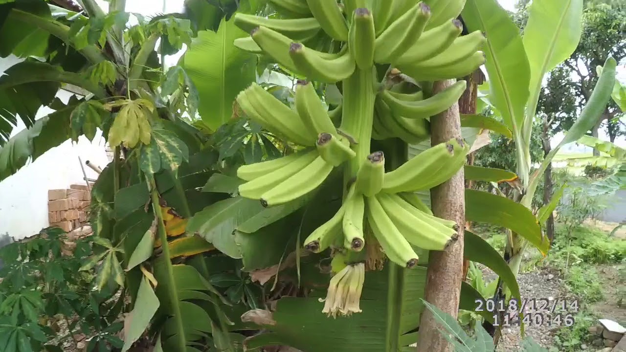 Budidaya Pisang Ambon Pendek hibrida 