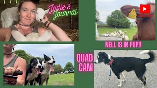 Quad cam gathering sheep | puppy news! | lambs