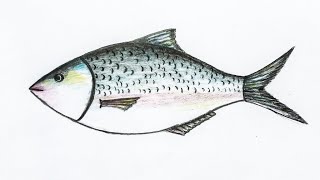 A Hilsa shad Tenualosa Ilisha specimen collected from Chandpur CP   Download Scientific Diagram