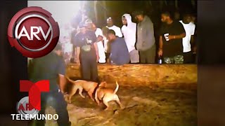 Desmantelan red de peleas de perros | Al Rojo Vivo | Telemundo screenshot 1