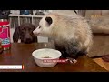 Possum raised by humans now refuses to leave
