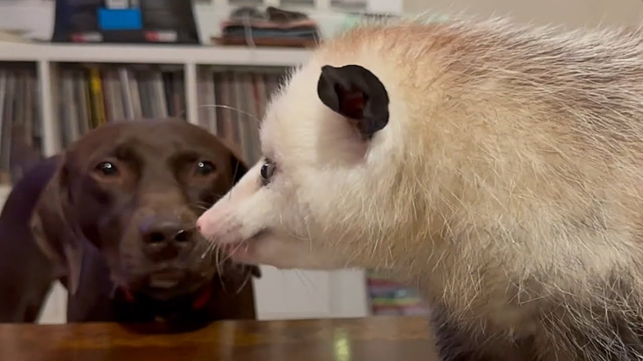 Possum raised by humans now refuses to leave