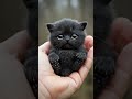 I’m just a baby #cat #videoviral