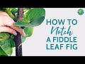 How to Notch Your Fiddle Leaf Fig Tree for Branching | Fiddle Leaf Fig Plant Resource Center