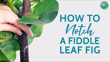 When And How To Notch Your Fiddle Leaf Fig (+ Tips For Success) | Fiddle Leaf Fig Plant Resource