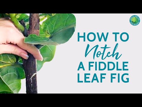 When And How To Notch Your Fiddle Leaf Fig (+ Tips For Success) | Fiddle Leaf Fig Plant Resource