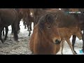 «СӘЙГҮЛІК СЫНЫ». Жабы жылқысы