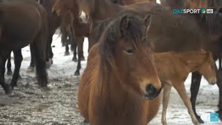 «СӘЙГҮЛІК СЫНЫ». Жабы жылқысы