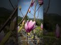 A florada das magnólias rosas | Adauri Plantas