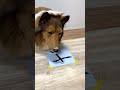 文字を書く犬……? #shorts