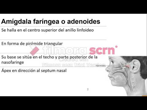 Vídeo: Imágenes De Amígdalas, Anatomía Y Función - Mapas Corporales