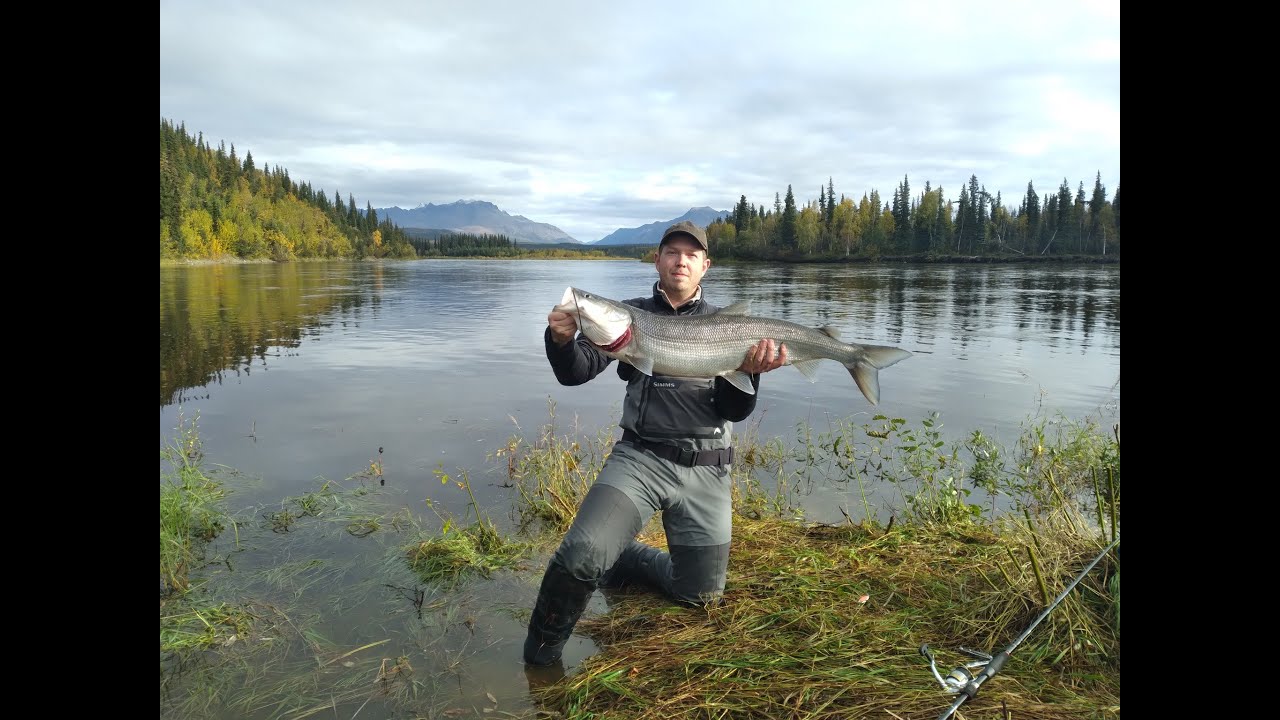 Nov 2023 MSFC Meeting: NW AK Sheefish Fishing and Research