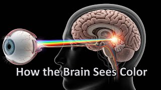 How the Brain Sees Color: A Light and Perception Journey