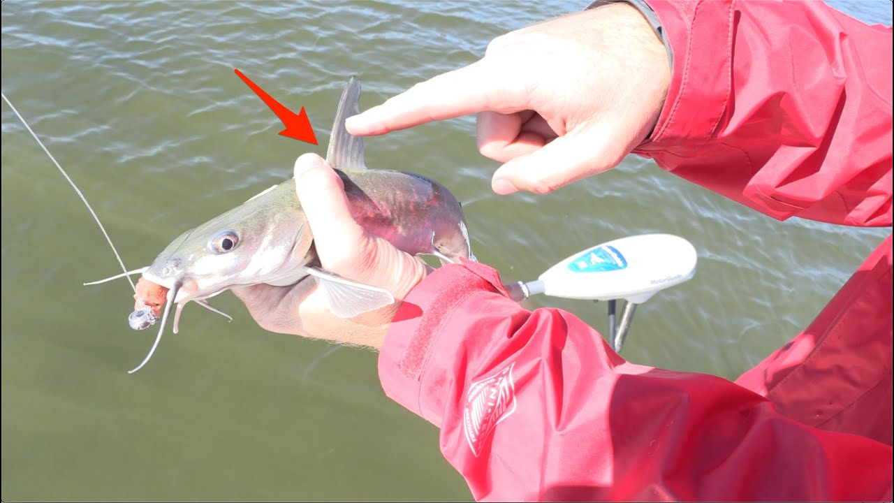 How to Hold a Catfish Without Getting Jabbed