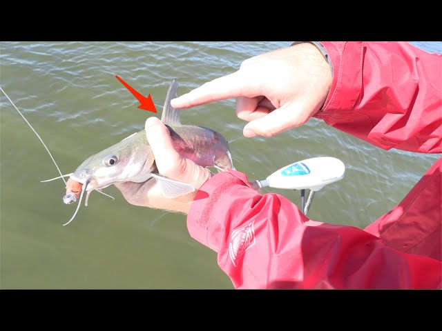 How To Safely Hold A Catfish (Without Getting Spined) 