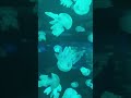 Illuminated Jellyfish viewing