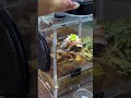 jumping spider Daily