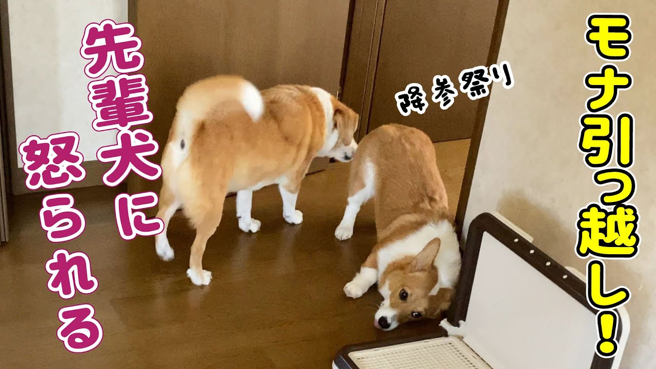 モナちゃん引っ越しました 先輩犬が興奮して怒りまくった結果 Youtube