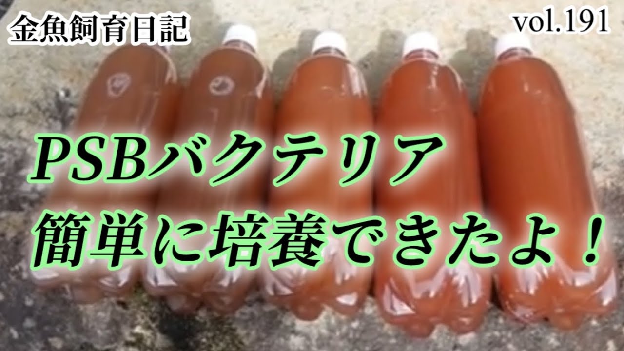 金魚の色揚げ、病気予防にPSBバクテリア。簡単に培養できるよ。 - YouTube