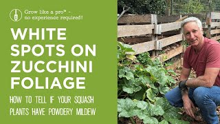 White Spots on Zucchini Foliage | How to Tell if It's Powdery Mildew